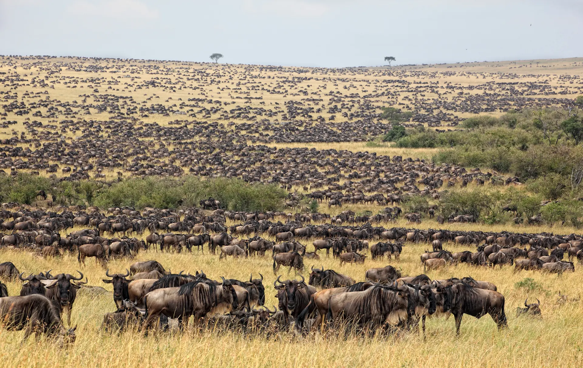 Great Wildebeest Migration Tanzania