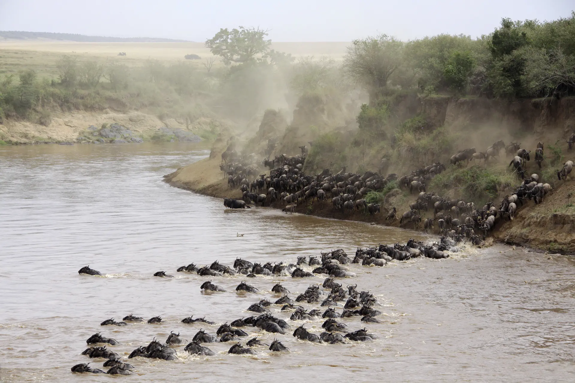 Great Wildebeest Migration Tanzania