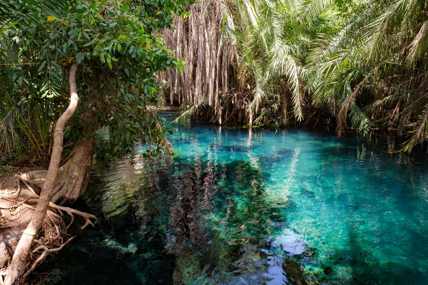 Kilimanjaro Day Hike & Kikuletwa Hot Springs