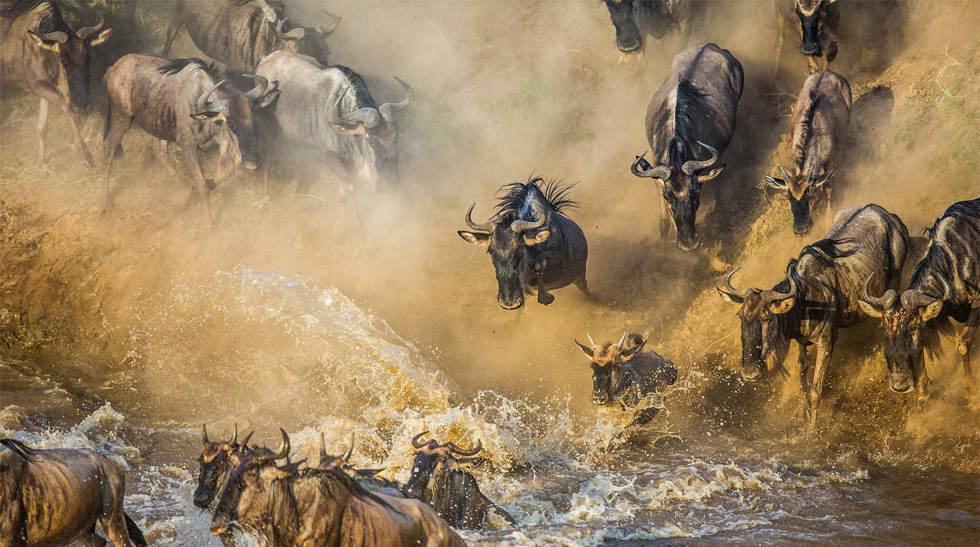 Tanzania Safari Tours and Zanzibar | 8 Day Great Migration Safari