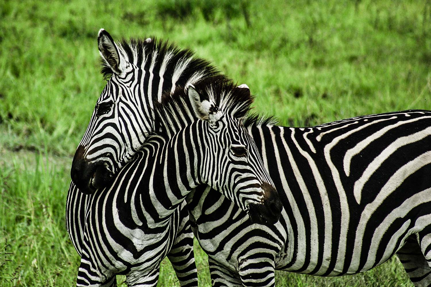 Arusha National Park Day Excursion
