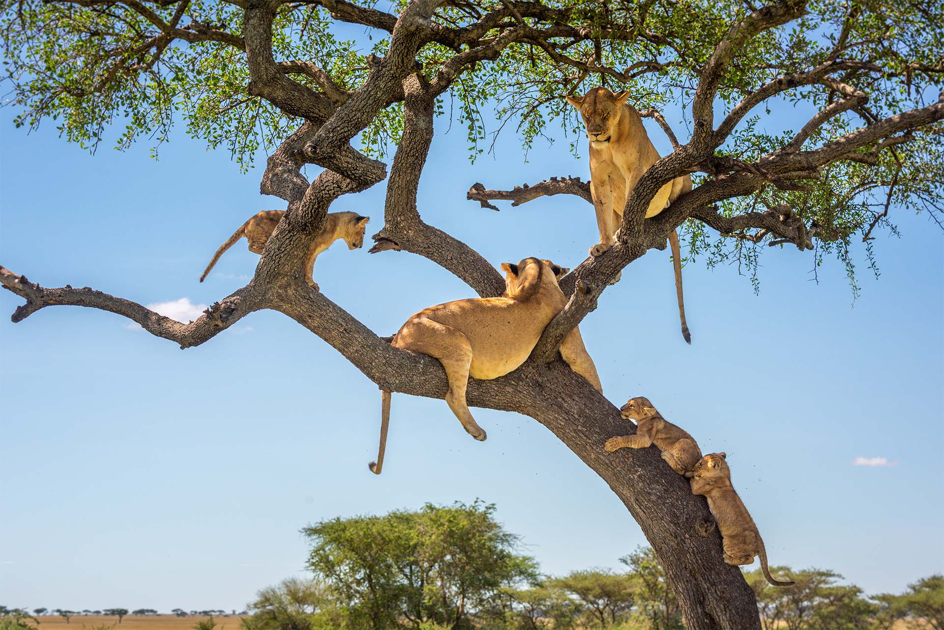 4-Day Romantic Bush Camping Safari